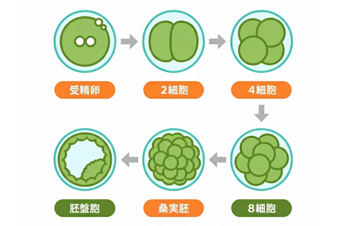 受精卵の細胞分裂の仕組みとは？受精卵が細胞分裂する過程を日別解説｜現役胚培養士が教えるヒトの“生命”の始まり｜不妊治療なら生殖医療クリニック錦糸町駅前院