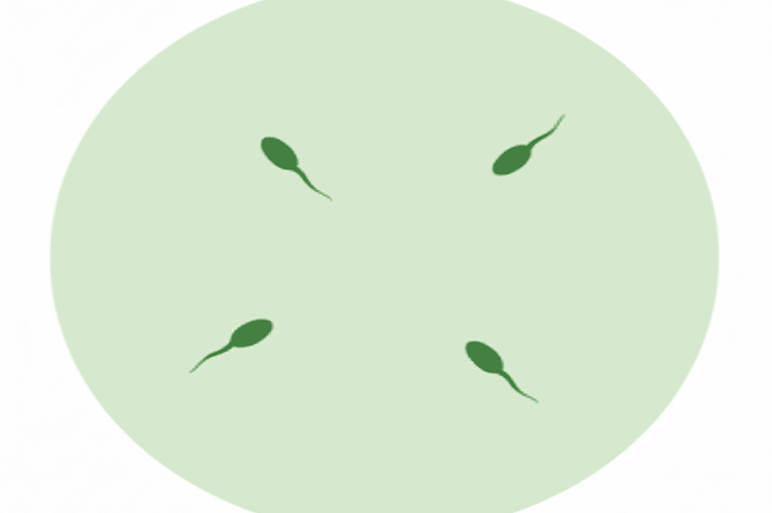 「精液検査で精子の量が少なかった…」胚培養士が教える15の原因と5つ改善法。妊娠への影響と対策も解説。｜不妊治療なら生殖医療クリニック錦糸町駅前院