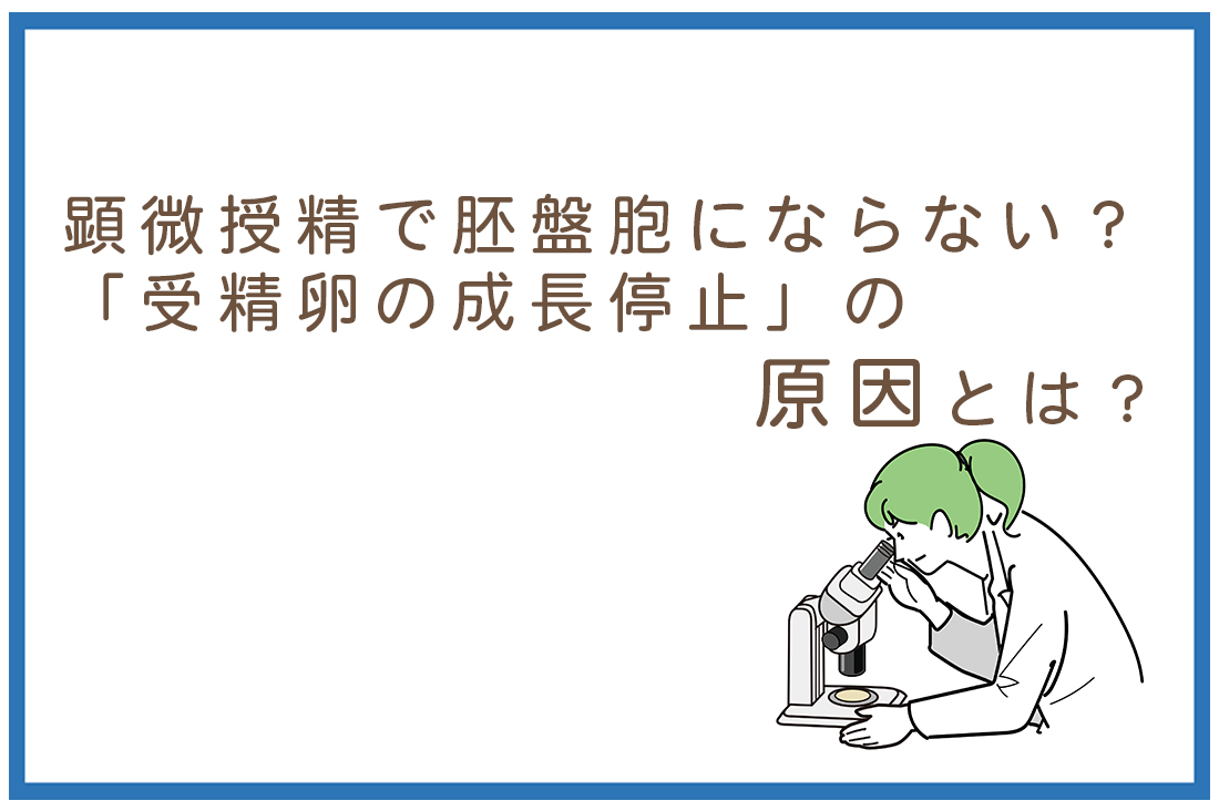 顕微授精で胚盤胞にならない…胚培養士が教える「受精卵の成長停止」の原因と、私たちが提案する次の一手｜不妊治療なら生殖医療クリニック錦糸町駅前院