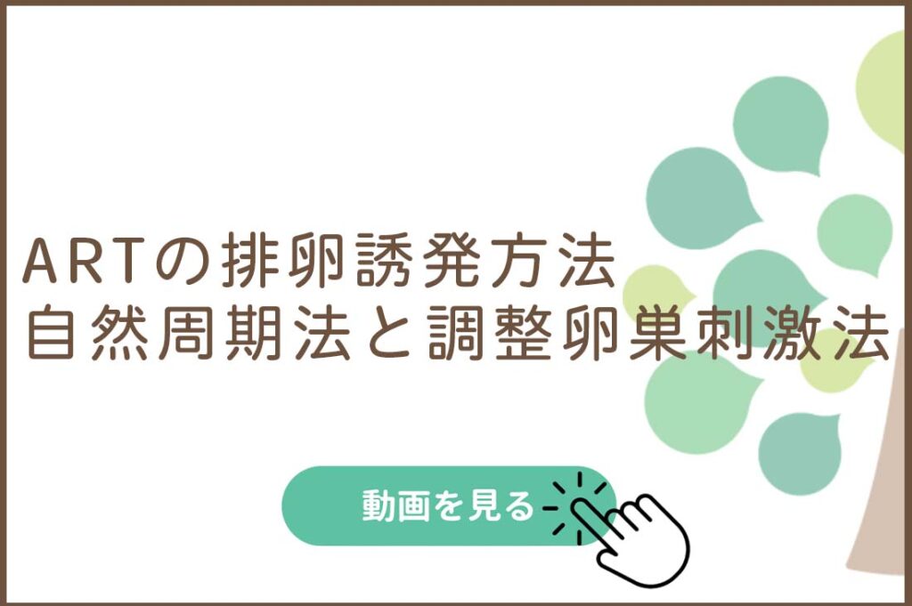 ARTの排卵誘発方法-自然周期法と調整卵巣刺激法