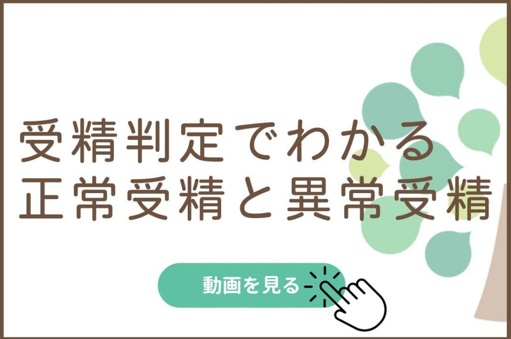 受精判定でわかる　正常受精と異常受精