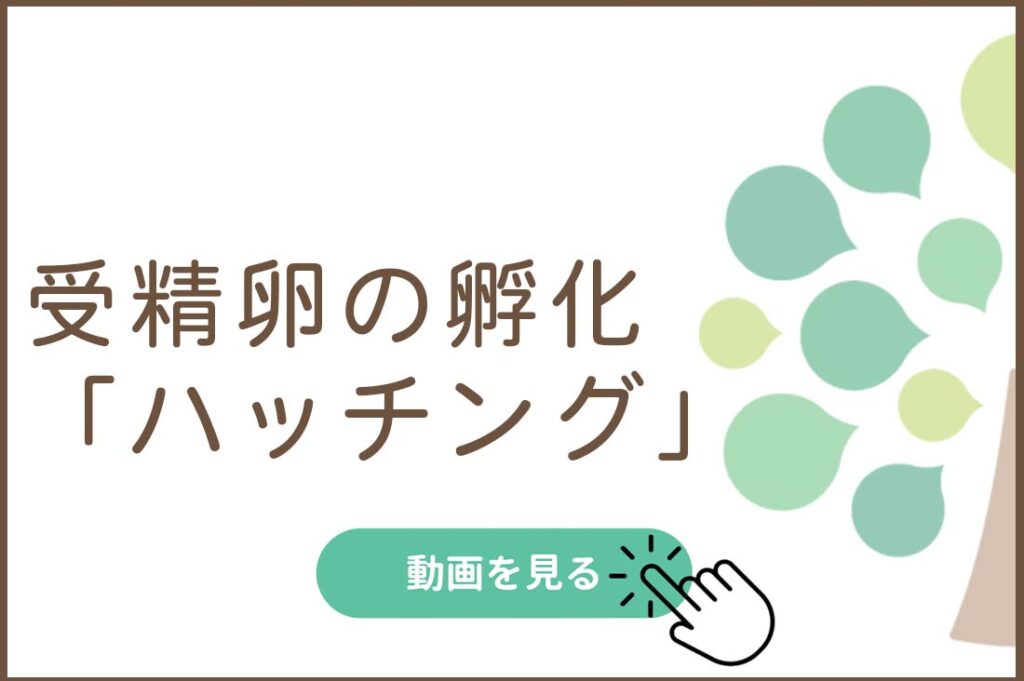 受精卵の孵化「ハッチング」