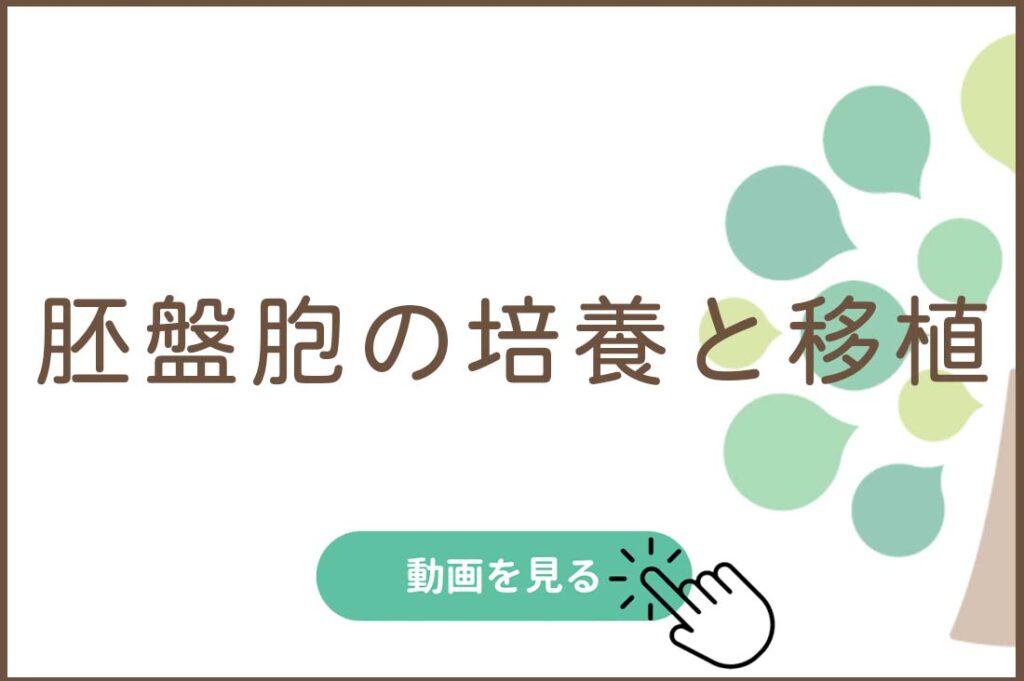 胚盤胞の培養と移植