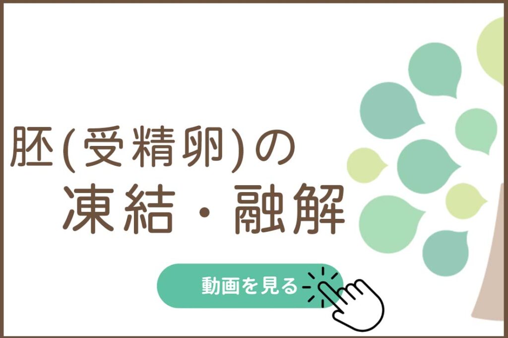 胚（受精卵）の凍結・融解