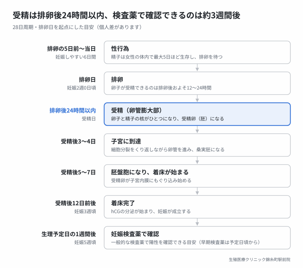 排卵から受精までの説明の図