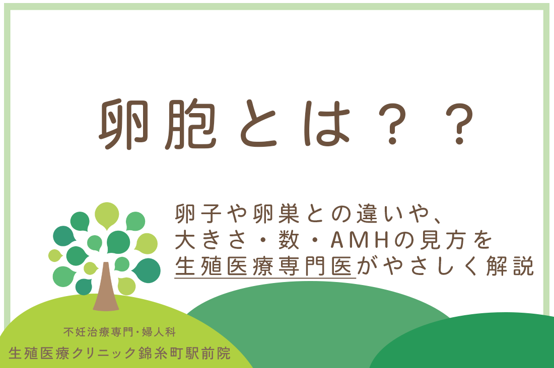 卵胞とは？卵子や卵巣との違いや、大きさ・数・AMHの見方を生殖医療専門医がやさしく解説｜不妊治療・体外受精・卵子凍結なら生殖医療クリニック錦糸町駅前院